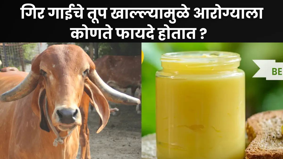 Gir Cow Ghee