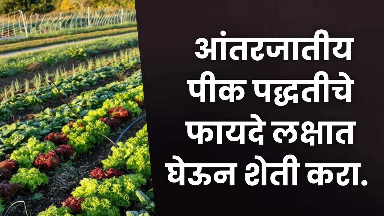 Inter Cropping Practices
