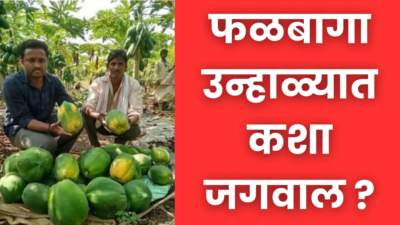 Horticulture in Maharashtra