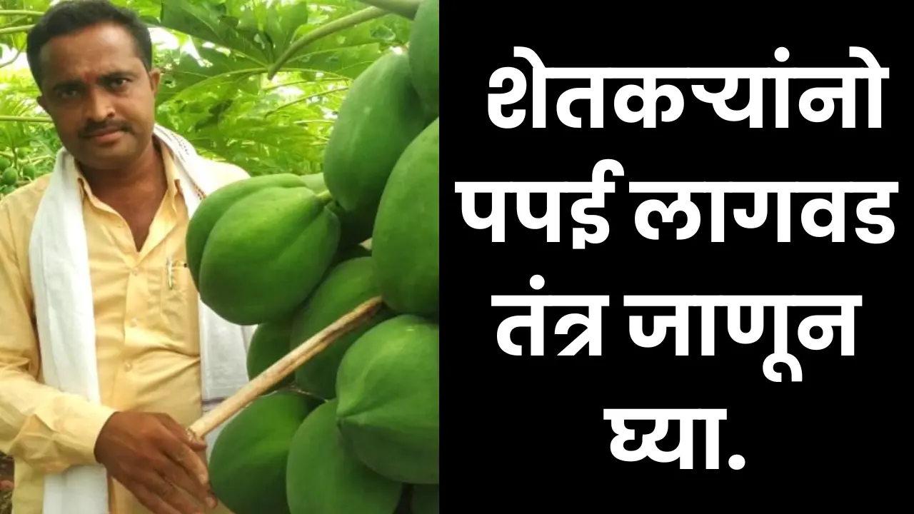 Papaya Cultivation Practices