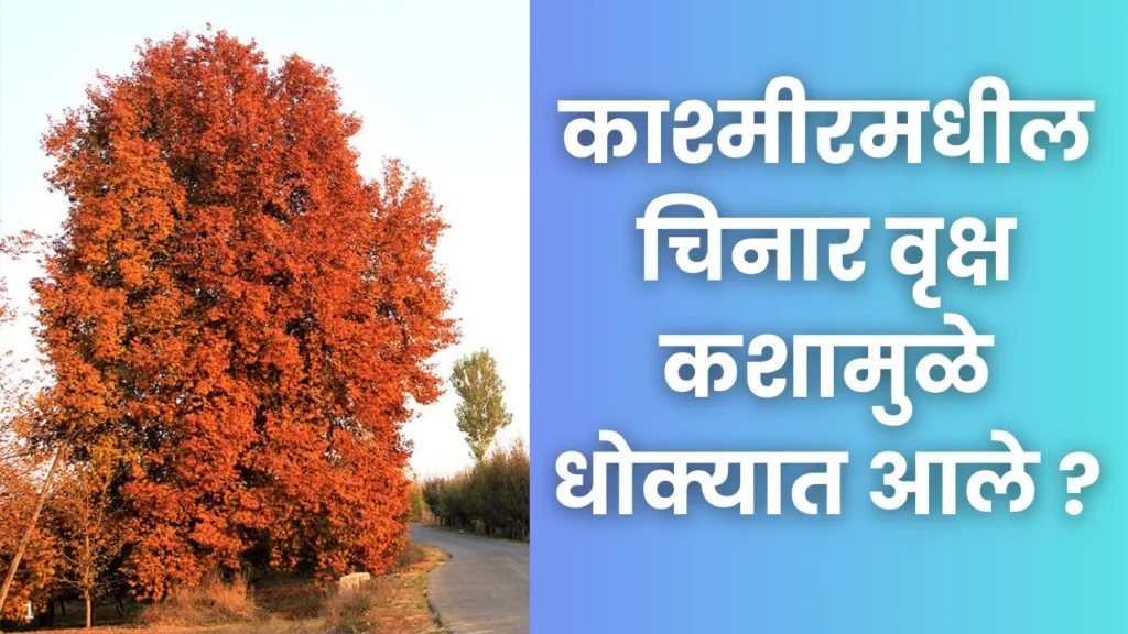 Chinar Tree in Kashmir