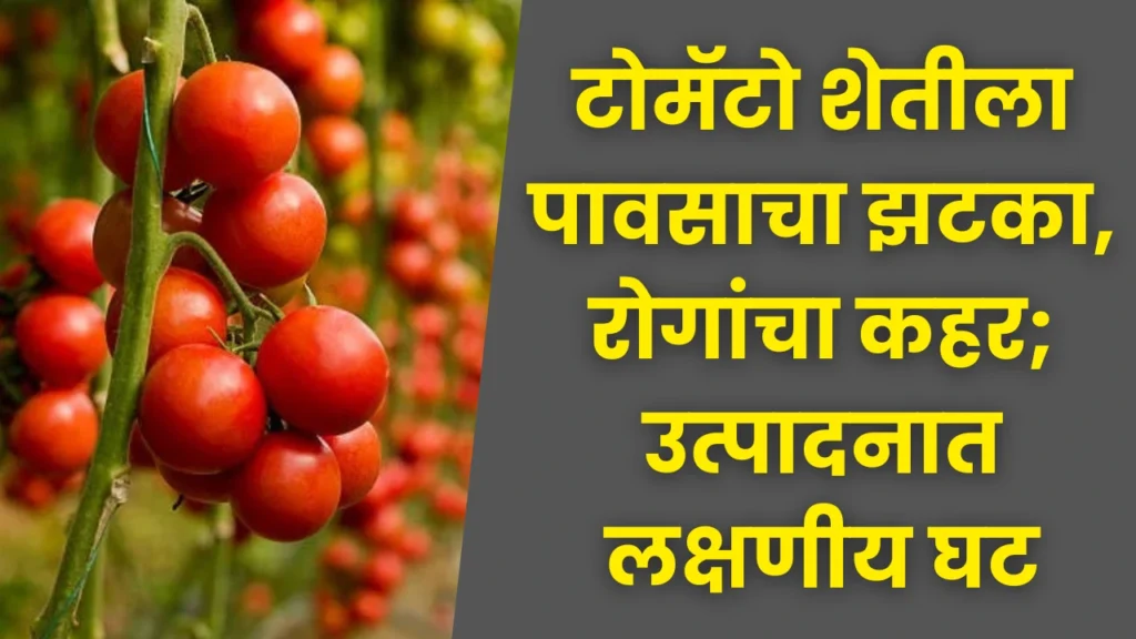 Tomato Farming