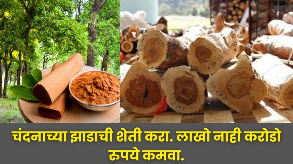 Sandalwood Farming