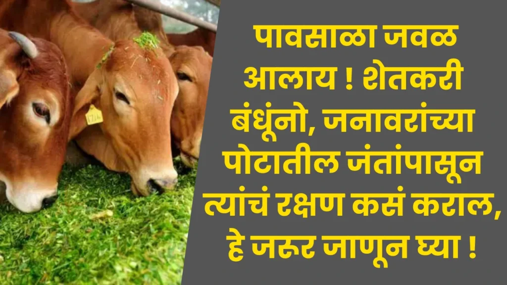 Take Care of Animals
